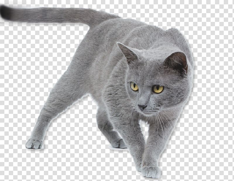 Korat Chartreux British Shorthair Russian Blue Burmese cat, gallery transparent background PNG clipart