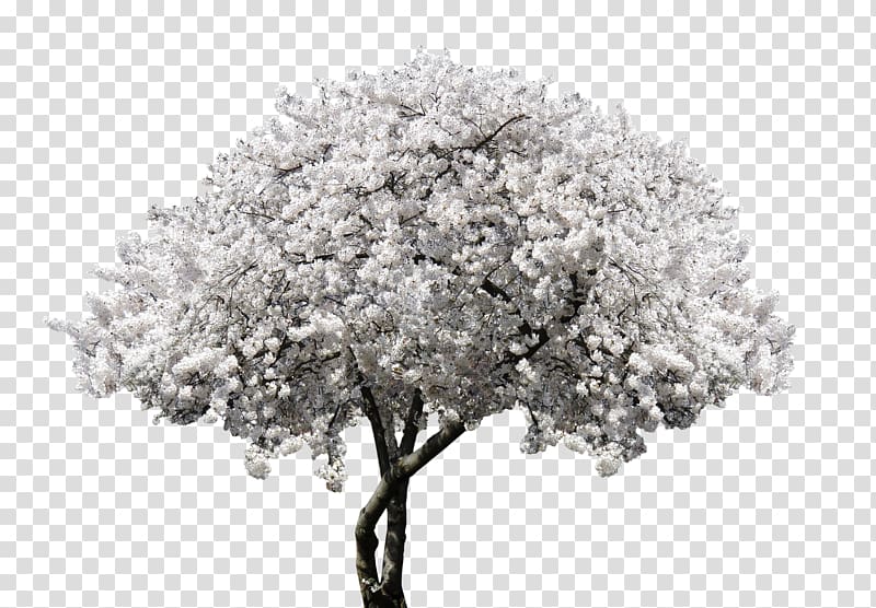 Spring Framework Cherry blossom Cerasus, kids nature transparent background PNG clipart