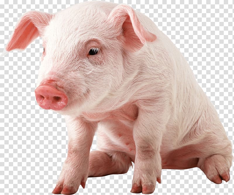 Mummy Pig Juliana, pig transparent background PNG clipart