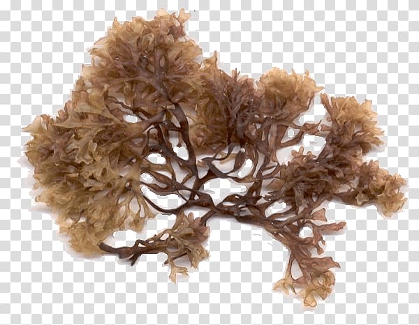 Irish Moss Seaweed Algae Sea lettuce, irish moss transparent background PNG clipart