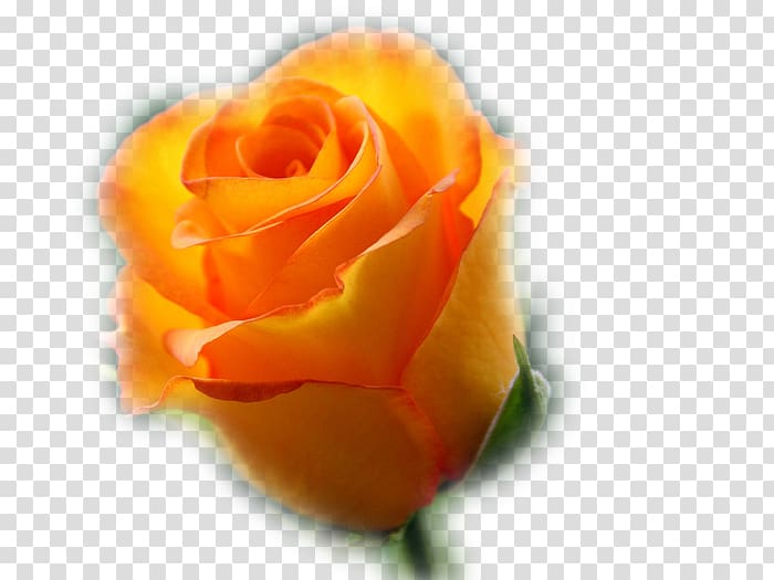 Garden roses Birthday Desktop , others transparent background PNG clipart