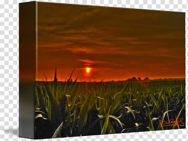 Grasses Energy Flower Sky plc, corn field transparent background PNG clipart