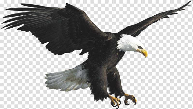 eagle transparent background PNG clipart