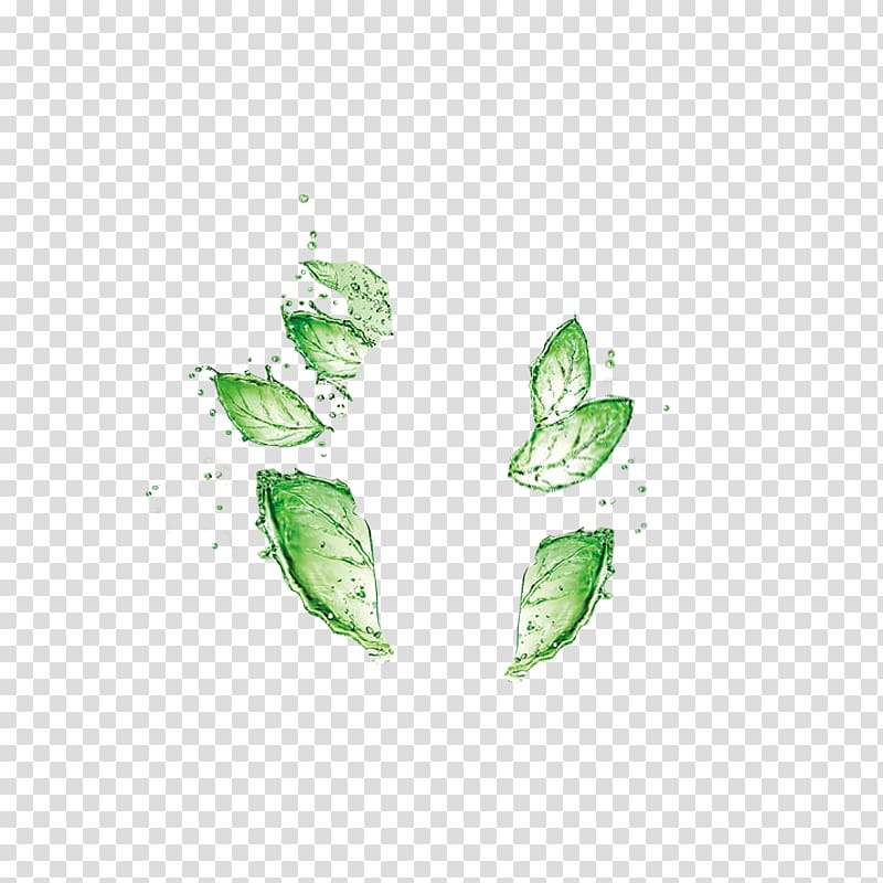 Leaf Green Drop Water, Watery emerald leaves transparent background PNG clipart