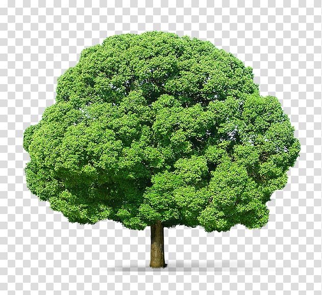 Tree Cercis siliquastrum Desktop , sosyal transparent background PNG clipart