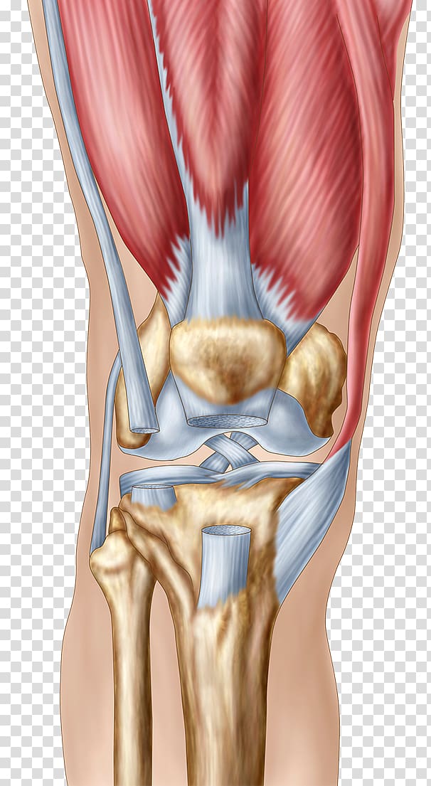 Knee pain Human anatomy Patella, Tendon tear transparent background PNG clipart