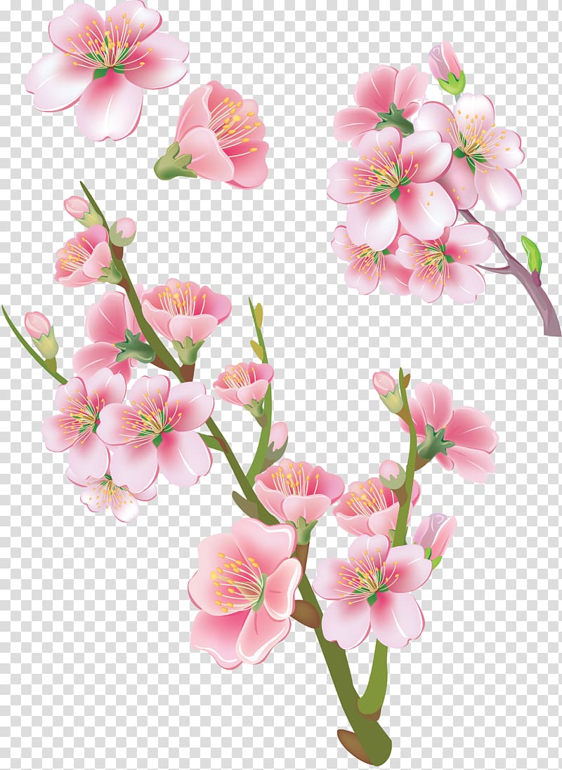 pink petaled flowers art illustration, Flower , sakura transparent background PNG clipart