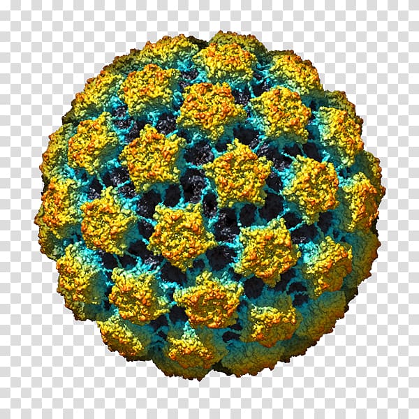 human papillomavirus infection organism