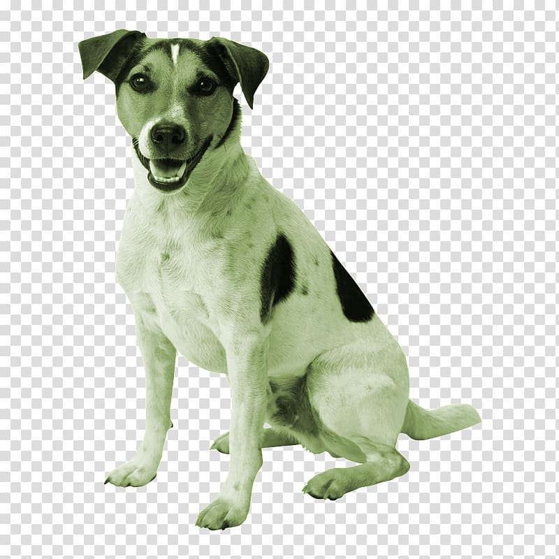 Jack Russell Terrier Parson Russell Terrier Puppy Golden Retriever Cat, puppy transparent background PNG clipart