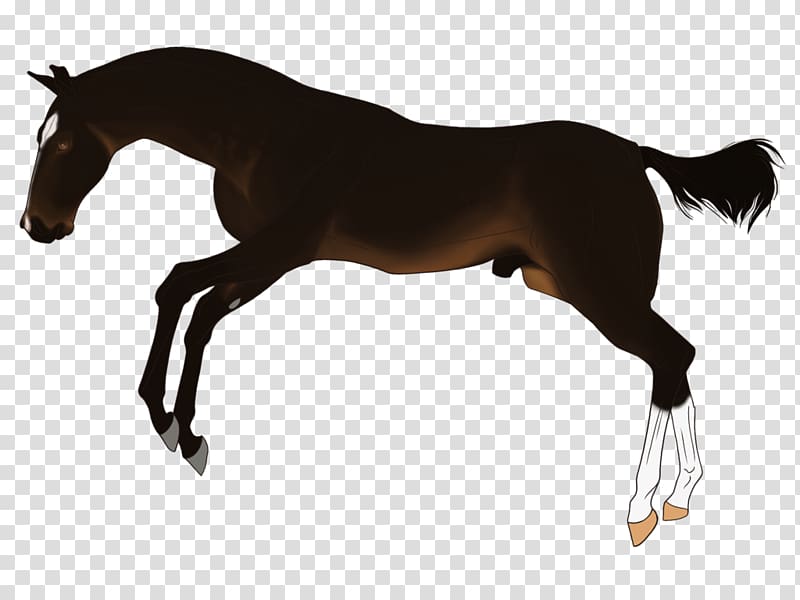 Mustang Foal Stallion Rein English riding, shots fired transparent background PNG clipart