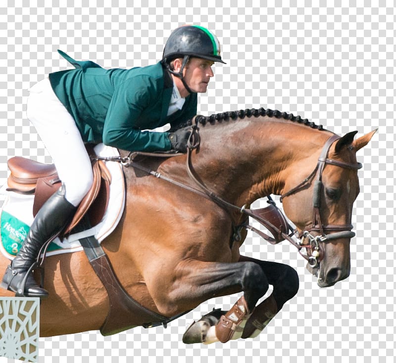 Horse FEI World Equestrian Games Show jumping English riding, world rider transparent background PNG clipart