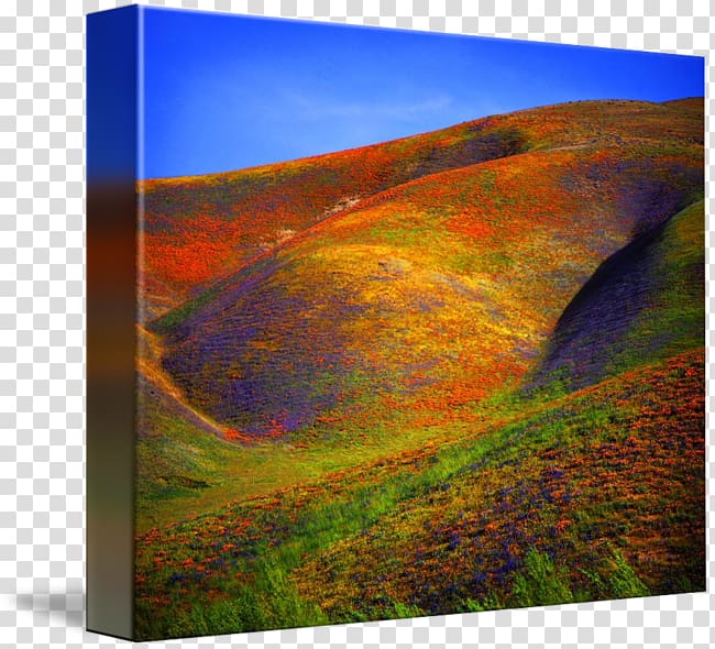 Gorman Painting Flower Ecoregion Geology, painting transparent background PNG clipart