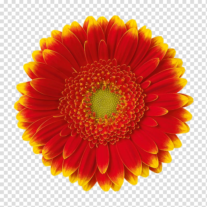 Transvaal daisy Orange Chrysanthemum Cut flowers Color, orange transparent background PNG clipart