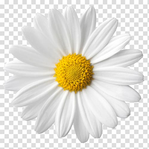 Common Daisy Flower Transpa