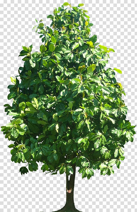Tree Plant , tropical leaves transparent background PNG clipart