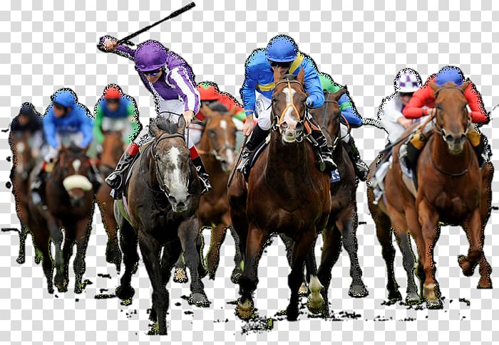 Horse racing The Grand National Greeting & Note Cards, race horse transparent background PNG clipart