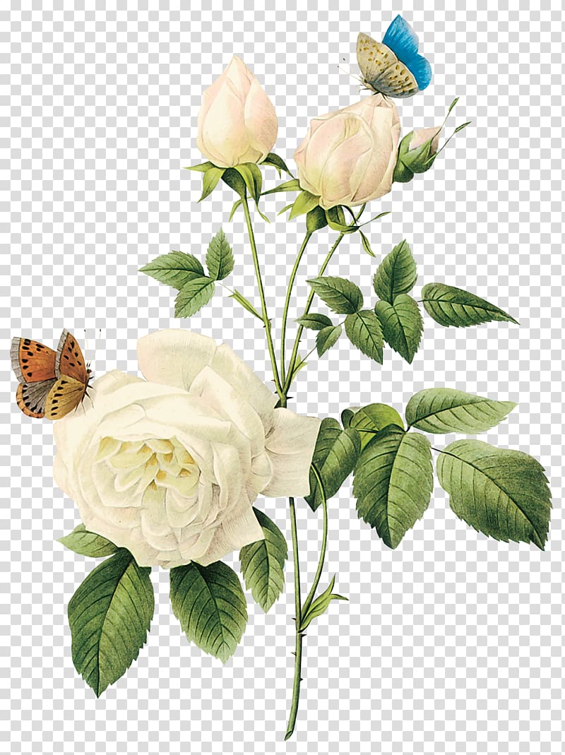Rose Flower White, White rose , flower white rose , two butterflies perched on white rose flowers illustration transparent background PNG clipart