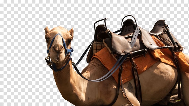 Dromedary Casela World of Adventures Saddle Horse Pack animal, luxuriance transparent background PNG clipart