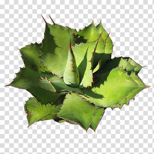 Agave cupreata Succulent plant Aztekium Cactaceae, plant transparent background PNG clipart