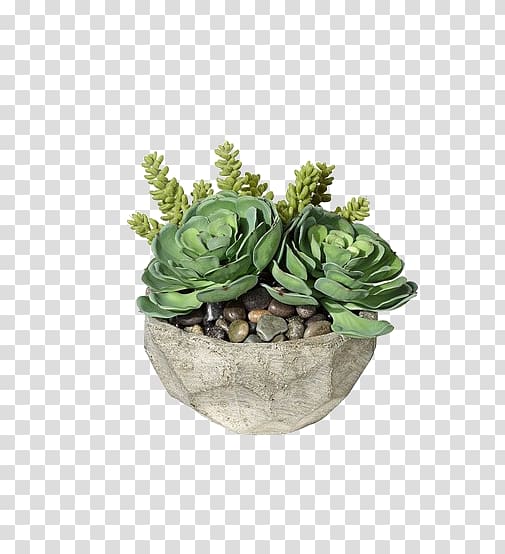 green succulent plants, Succulent plant Container garden Houseplant Gardening, Multi potted meat transparent background PNG clipart