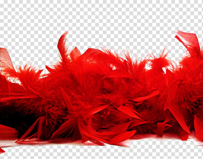 red feathers illustration, Bird Feather boa Red Euclidean , Red Feather Free buckle material transparent background PNG clipart