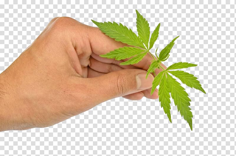 Cannabis ruderalis Marijuana Cannabis sativa Autoflowering cannabis, Hand holding cannabis leaves transparent background PNG clipart