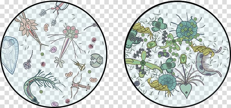 Phytoplankton Zooplankton Drawing, yoda you got that right transparent background PNG clipart
