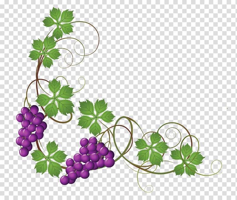 purple grape fruits , Common Grape Vine Wine Grape leaves , Vine transparent background PNG clipart
