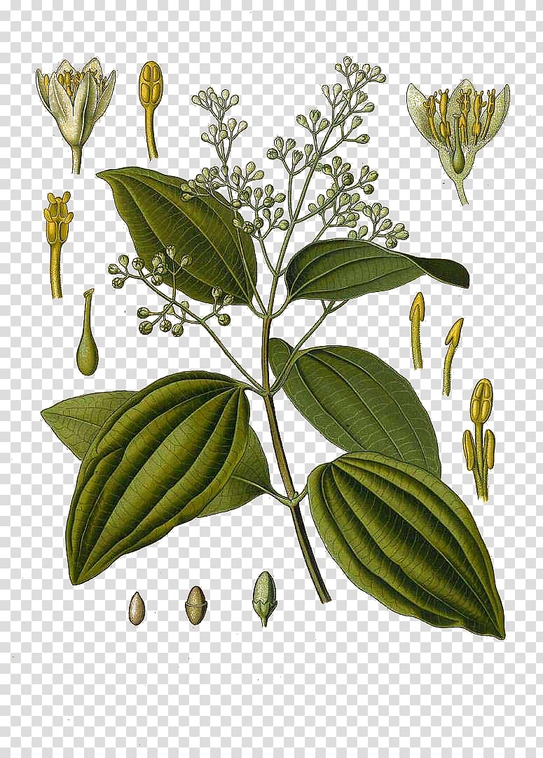 Cinnamomum verum Köhler\'s Medicinal Plants Chinese cinnamon Cinnamon leaf oil, Cinnamomum Verum transparent background PNG clipart