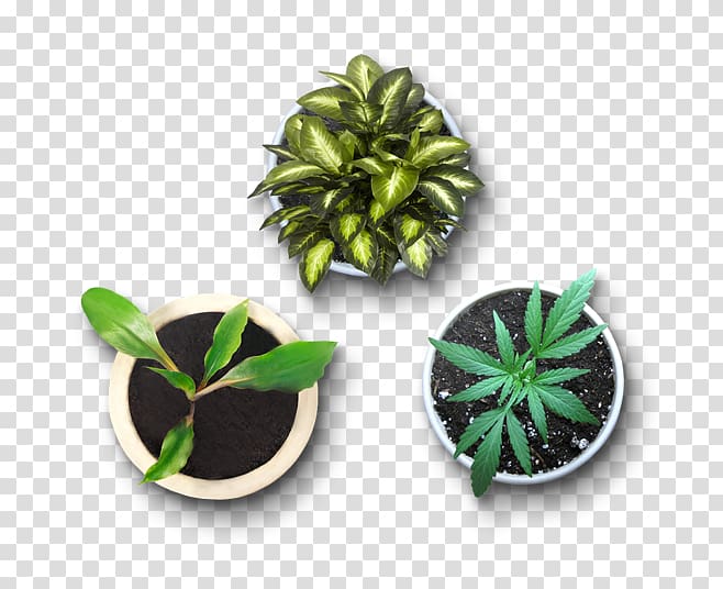 a plan view of potted plants transparent background PNG clipart