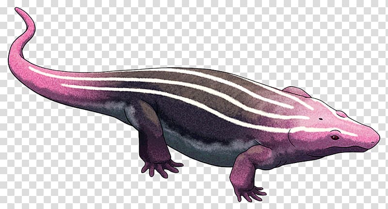 Lepospondyli Temnospondyli Salamander Platyhystrix Animal, amphibian transparent background PNG clipart