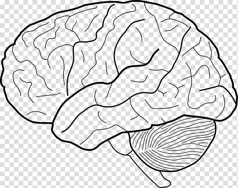 Drawing Human brain Sketch, Brain transparent background PNG clipart