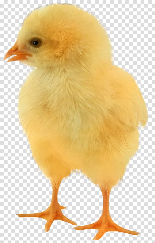 Chicken Bird Phasianidae, Akshay Kumar transparent background PNG clipart