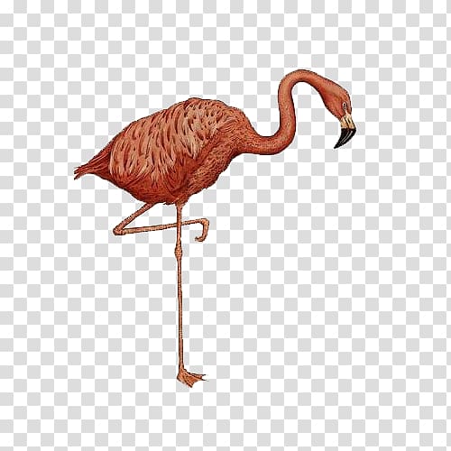 Animalium Colouring Book Amazon.com Walk This Wild World, A flamingo transparent background PNG clipart