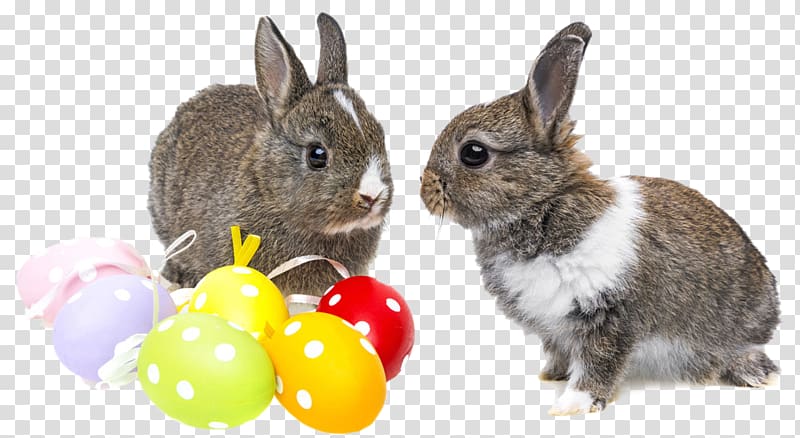 Holland Lop Netherland Dwarf rabbit Easter Bunny Domestic rabbit, Two rabbits transparent background PNG clipart
