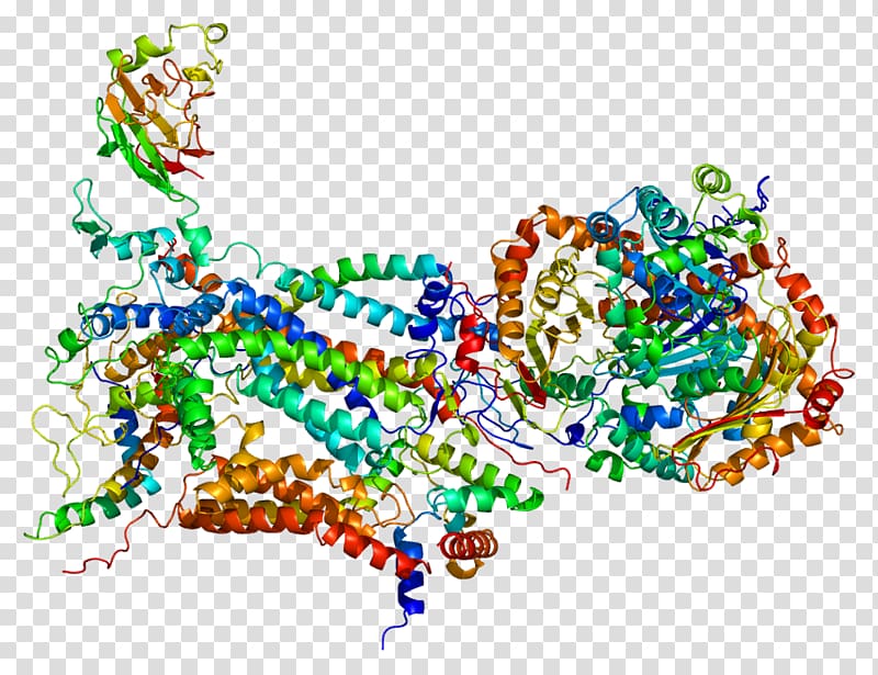 UQCRH CYC1 Cytochrome C1 Gene Coenzyme Q – cytochrome c reductase, others transparent background PNG clipart