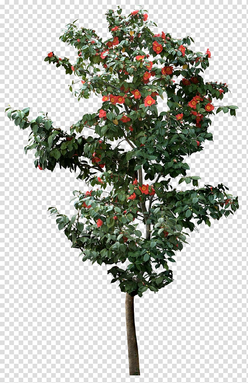 Tree Viburnum plicatum, orange tree transparent background PNG clipart
