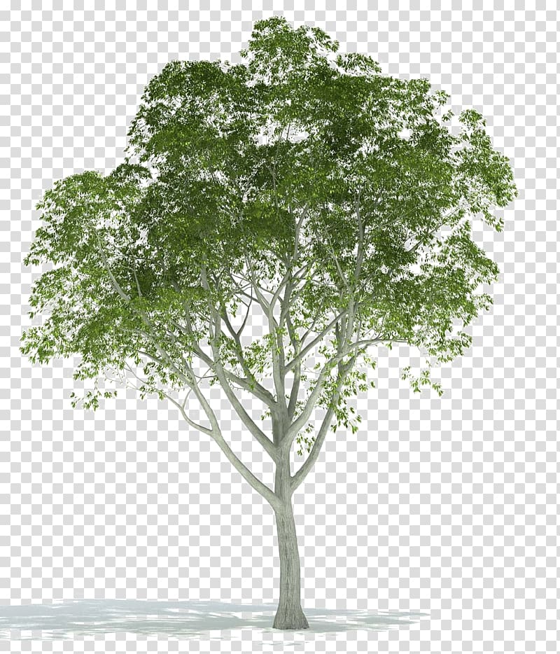 Architectural rendering Tree 3D computer graphics, tree transparent background PNG clipart
