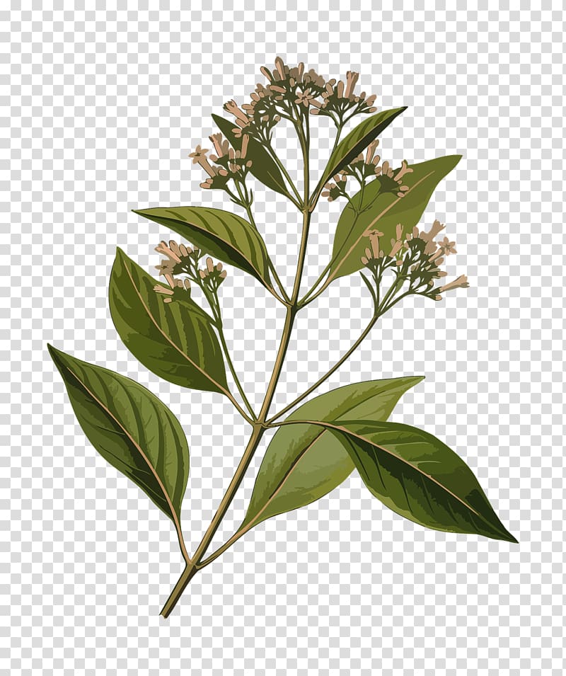 Köhler\'s Medicinal Plants Quinine Cinchona pubescens Medicine, Herbal transparent background PNG clipart