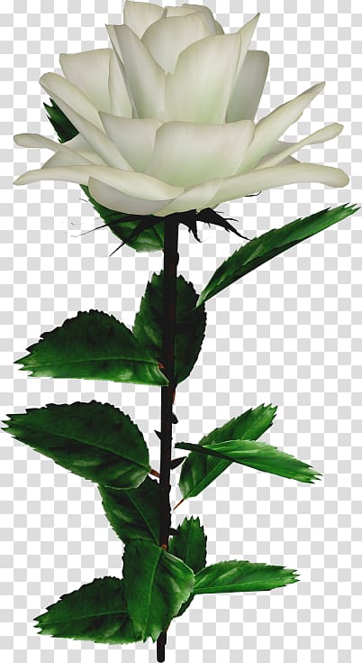 Garden roses Rosa × alba Flower, flower transparent background PNG clipart
