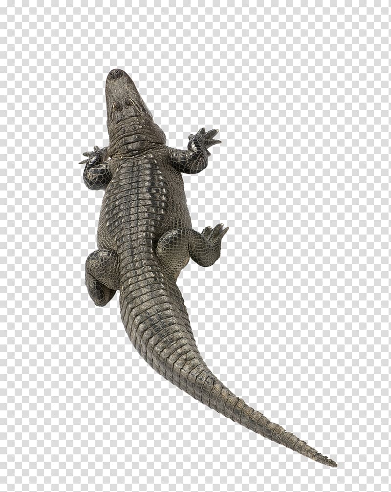 Nile crocodile American alligator Turtle, Crocodile transparent background PNG clipart