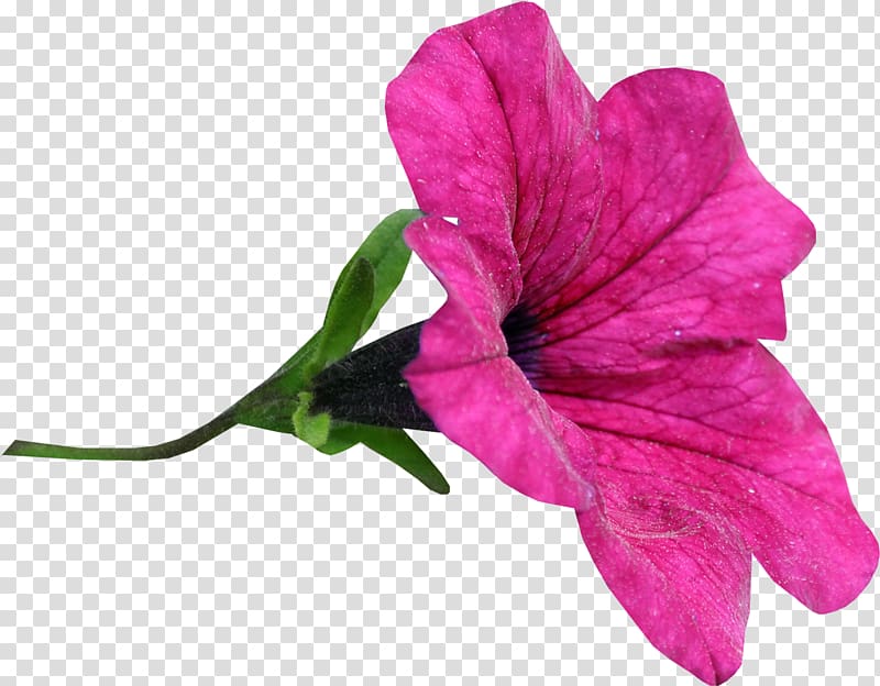 Flower Snezha, Burgas Province Marvel-of-peru, pink flower transparent background PNG clipart