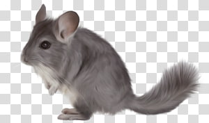 mouse transparent background PNG clipart thumbnail