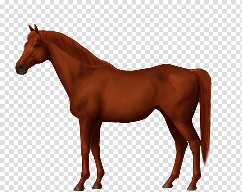 Pelajes criollos Arabian horse Pony , sorrel transparent background PNG clipart