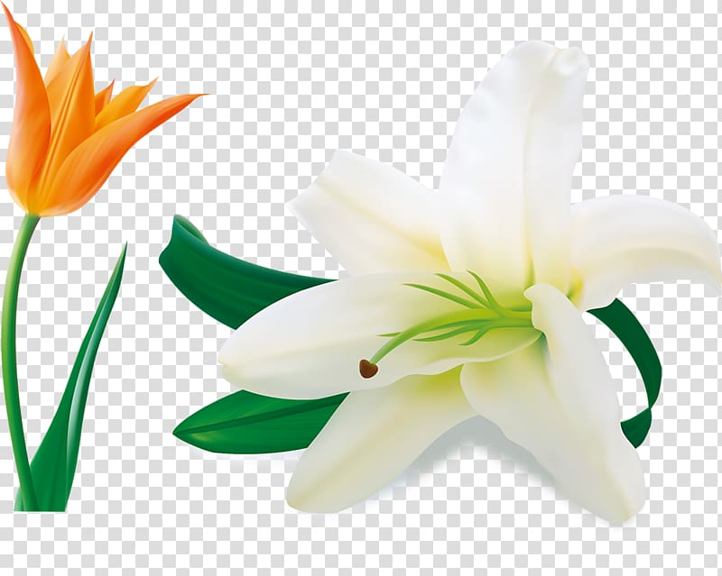 Easter lily Lilium candidum Arum-lily Flower, Beautiful lily transparent background PNG clipart
