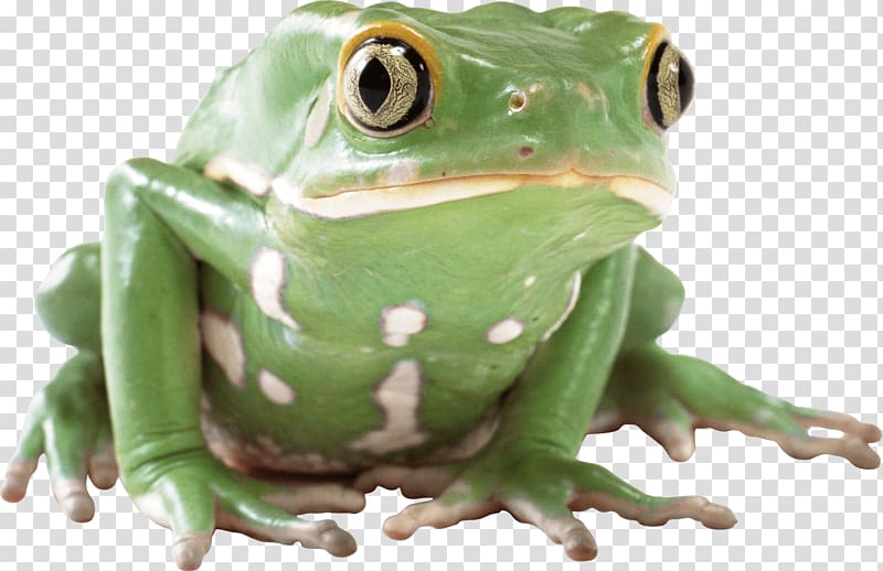 green frog, Green Frog transparent background PNG clipart