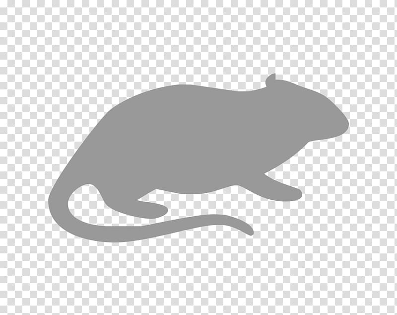 Rodent Cat Rat Gerbil Guinea pig, small hamster transparent background PNG clipart