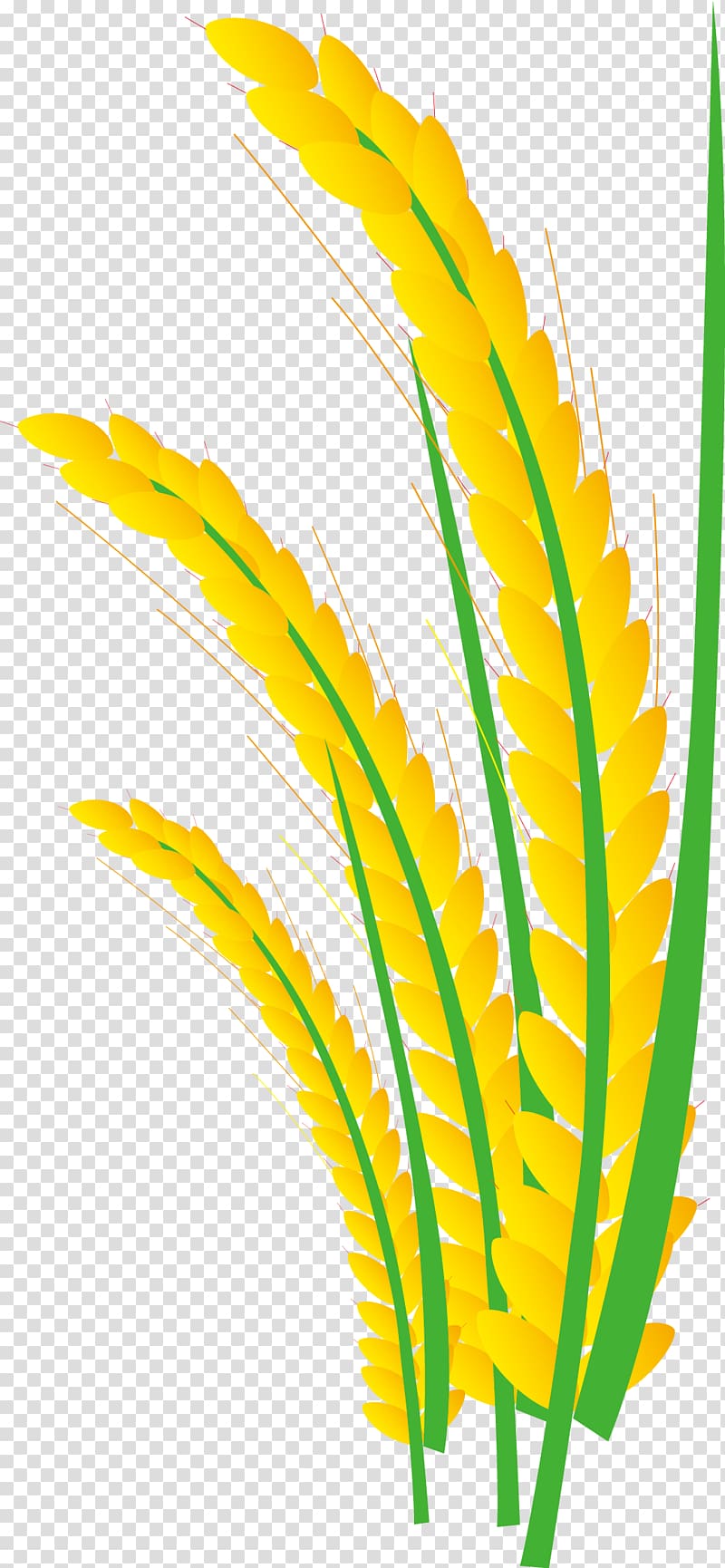 Rice gadu Paddy Field Gratis, paddy,Rice,Rice,Hedao,Rice transparent background PNG clipart