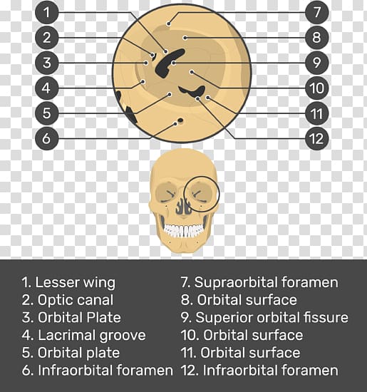 Skull Bone Facial skeleton Orbit Maxilla, skull transparent background PNG clipart