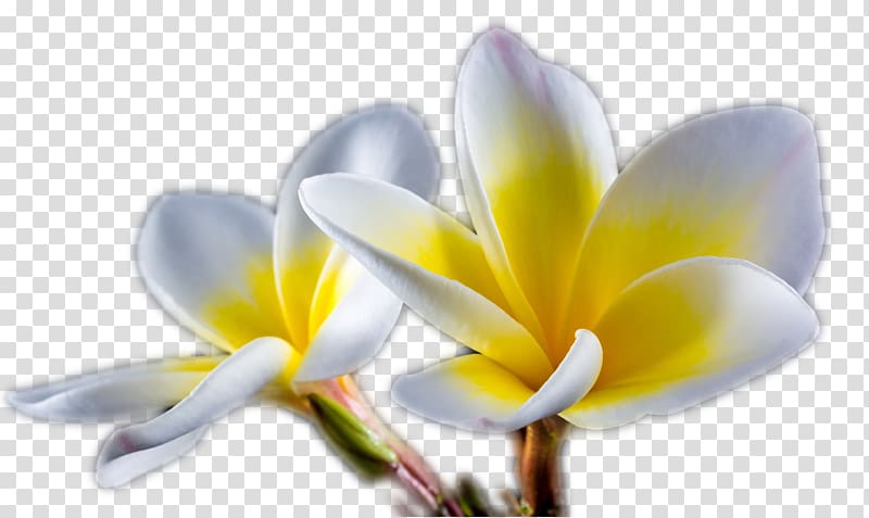 Flower Desktop resolution, hortensia transparent background PNG clipart